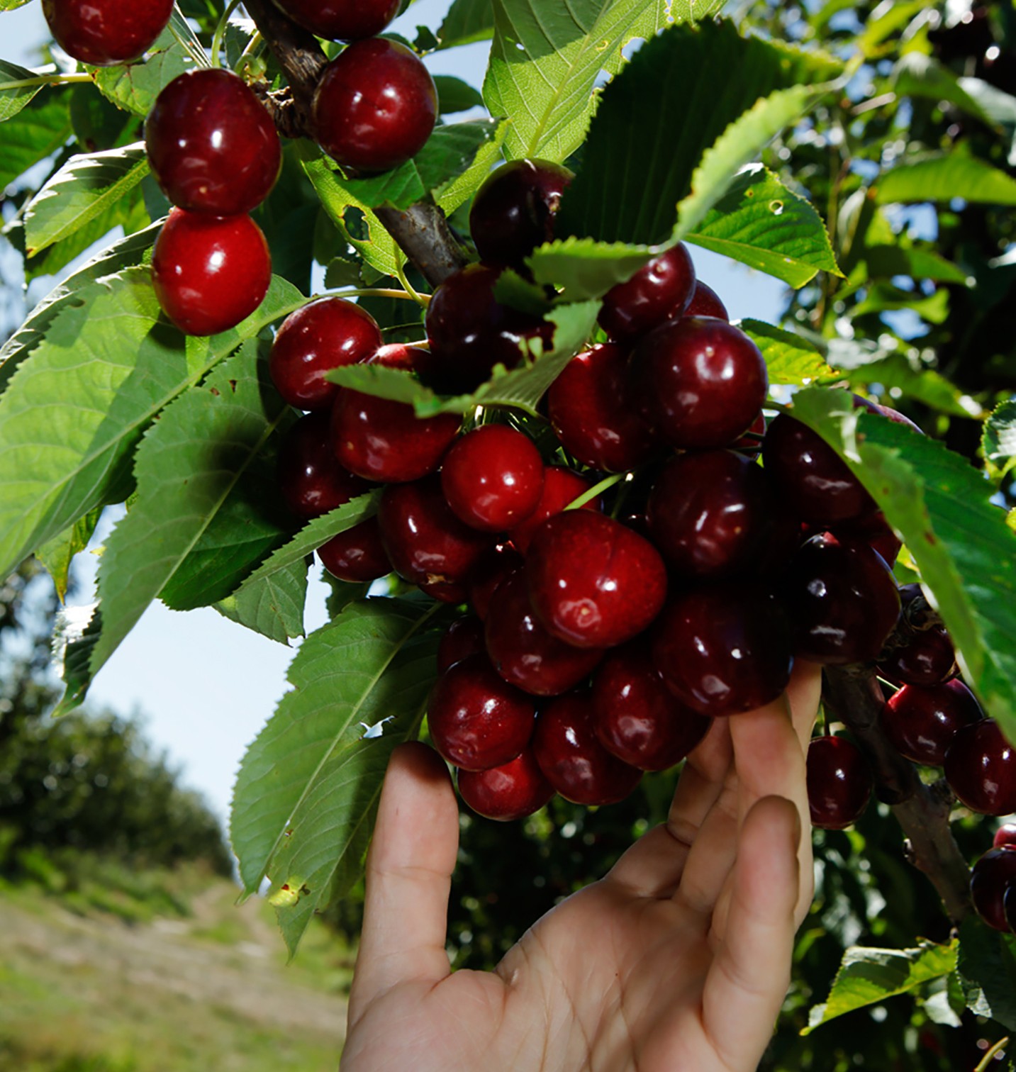 /uploads/image/2020/01/10/車厘子6.jpg 車厘子6.jpg